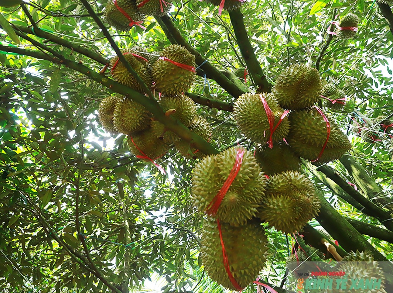 sau-rieng-011-1779707310.jpg