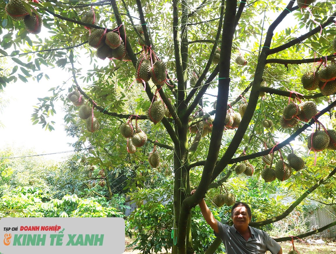 sau-rieng-012-1779707319.jpg