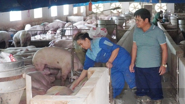 trang-trai-nuoi-lon-bn-1771426704.jpg