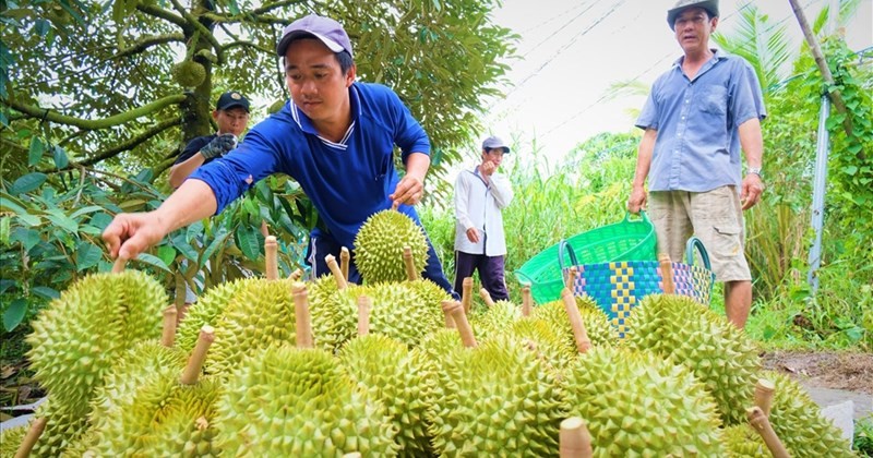 sau-rieng-1769230997.jpg