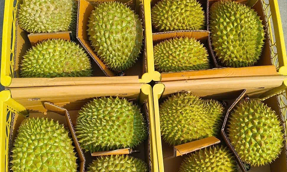 xuat-khau-sau-rieng-1780219592.webp