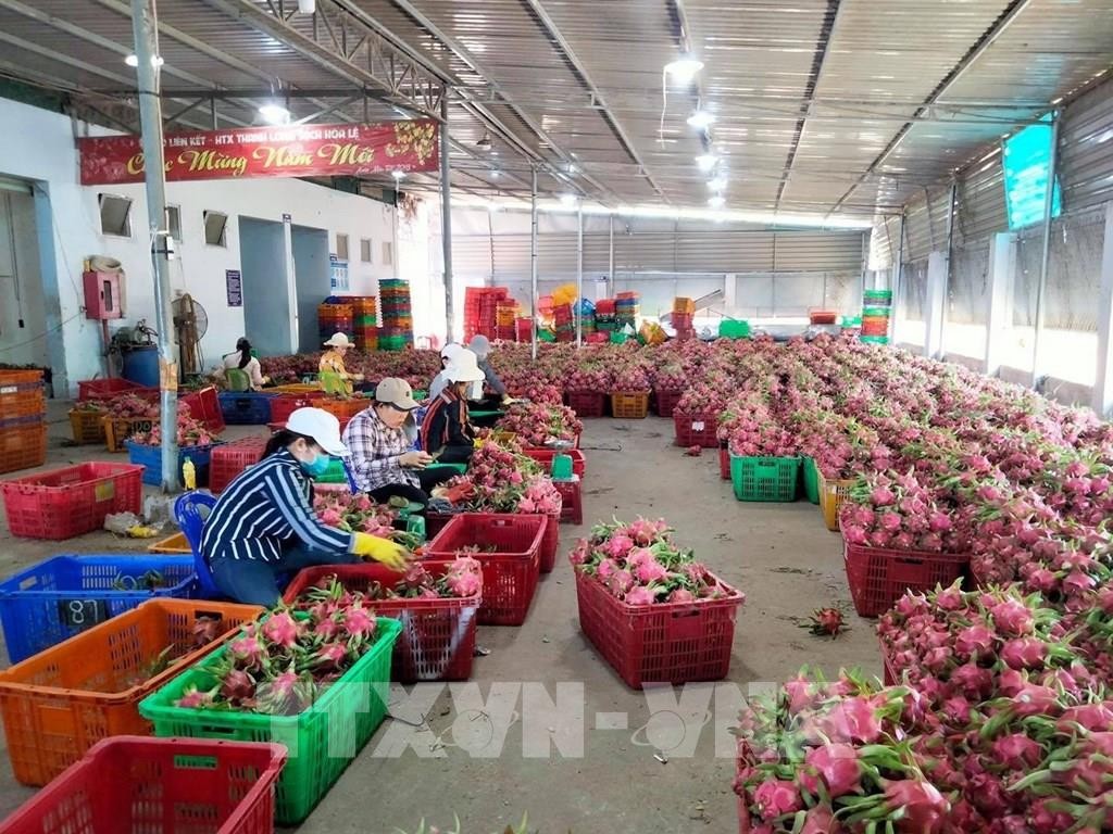 214354-thanh-long-binh-thuan-duoc-nhat-ban-chinh-thuc-cap-bang-bao-ho-chi-dan-dia-ly-1633860748.jpg