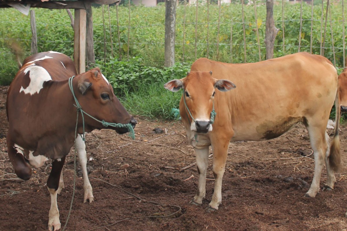 somphavan-cow-news-1635159561.jpg