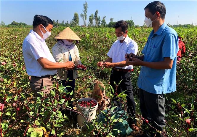 vna-potal-thua-thien-hue-cay-atiso-do-cho-thu-nhap-cao-tren-vung-go-doi-stand-1-1635652422.jpg