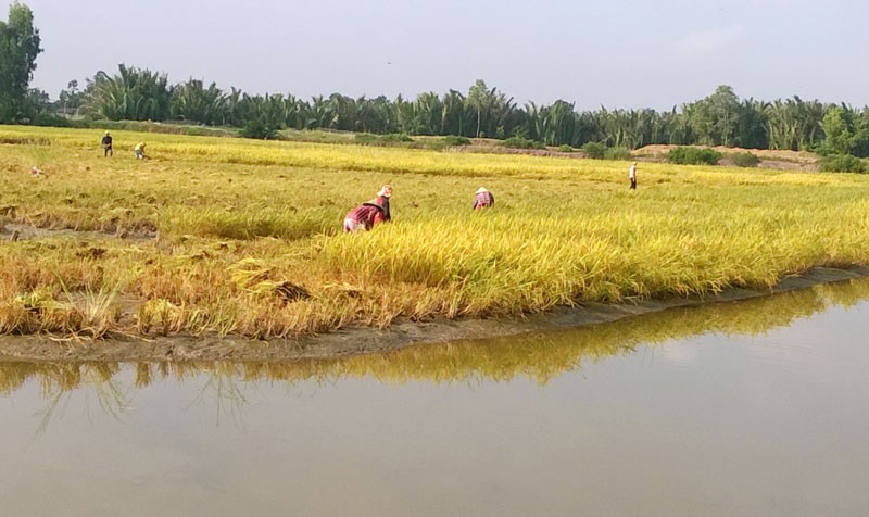 canh-dong-mau-271121-1638005597.jpg