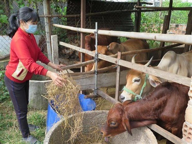 vna-potal-hieu-qua-tu-chuong-trinh-lai-tao-giong-bo-o-kon-tum-5788197-1638071399.jpg