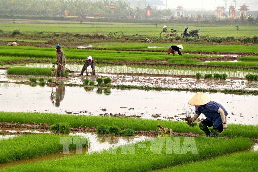135211-phu-tho-tap-trung-lay-nuoc-san-xuat-vu-dong-xuan-1643026423.jpeg