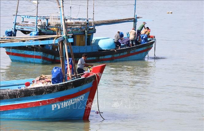 vna-potal-ngu-dan-phu-yen-vuon-khoi-hai-loc-bien-xuyen-tet-stand-1643170613.jpeg