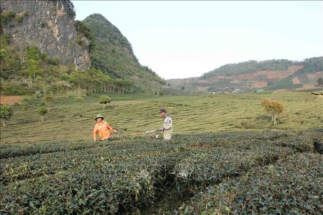 vna-potal-son-la-sac-xuan1-noi-vung-tai-dinh-cu-ghi-chu-anh-kem-bai-viet-hom-nay-sac-xuan-noi-vung-tai-dinh-cu-thuy-dien-son-la-o-ban-kinh-te-stand-1643777783.jpeg