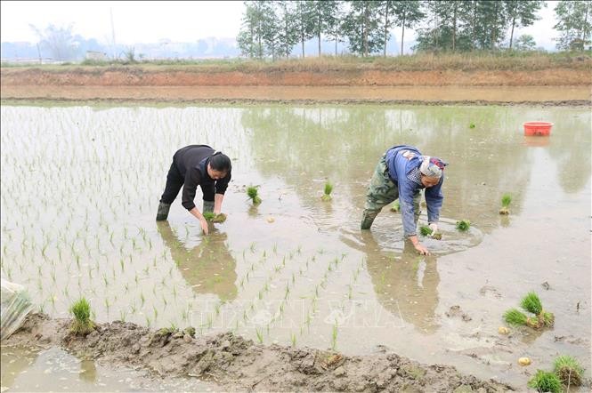 vna-potal-cac-tinh-dong-bang-bac-bo-gieo-cay-733-nghin-ha-lua-vu-dong-xuan-2021-2022-stand-1644752987.jpeg