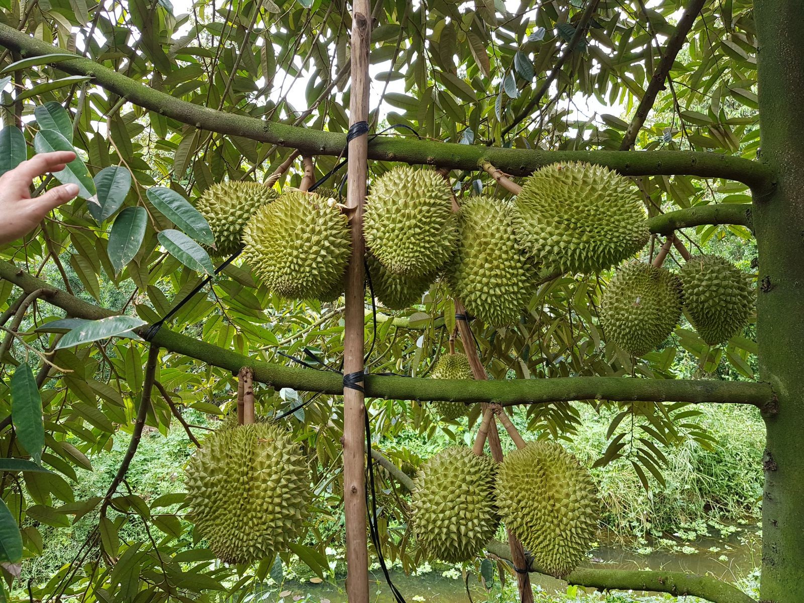 sau-rieng-thieu-nuoc-nngot-1644897441.jpeg