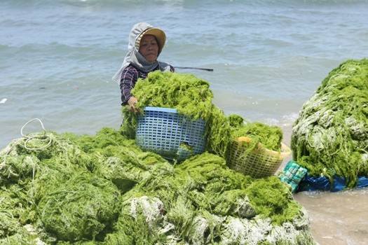 ngu-dan-ninh-thuan-bat-ngo-trung-lon-nho-rong-bien-nh-3-rong-m-1530950065-width525height350-1645353677.jpg