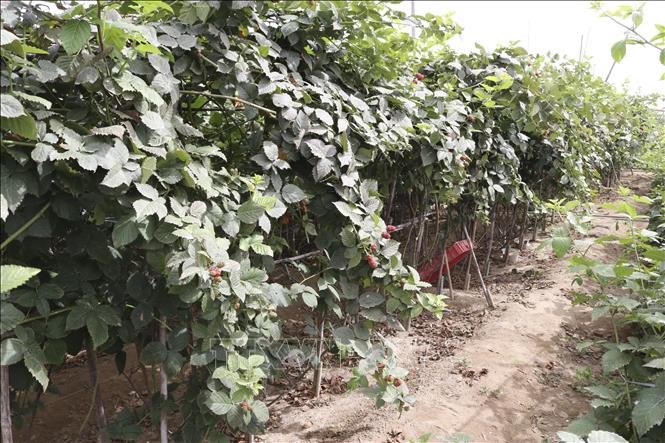 vna-potal-ninh-thuan2-trien-vong-phat-trien-kinh-te-tu-mo-hinh-trong-cay-phuc-bon-tu-den-stand-1645926618.jpeg