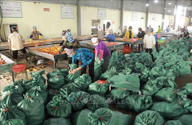 vna-potal-ctcp-nong-san-hung-viet-dam-bao-nguon-nguyen-lieu-san-xuat-dap-ung-nhu-cau-cua-thi-truong-stand-1646830636.jpeg