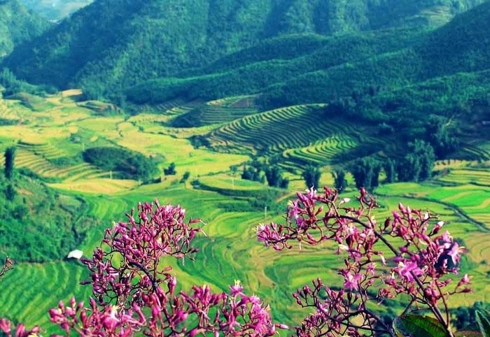 thung-lung-muong-hoa-sapa-1650679209.jpg