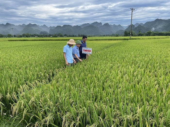 khao-nghiem-lua1-1652927867.jpg