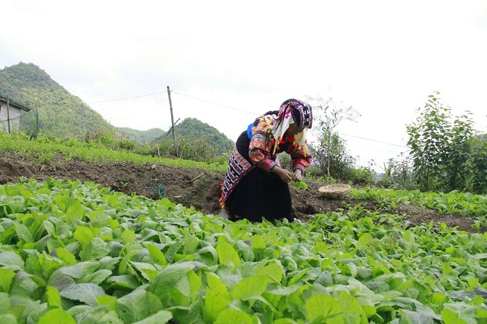 rau-xanh-phuc-vu-khac-du-lich-20220504151202-1653302478.jpg