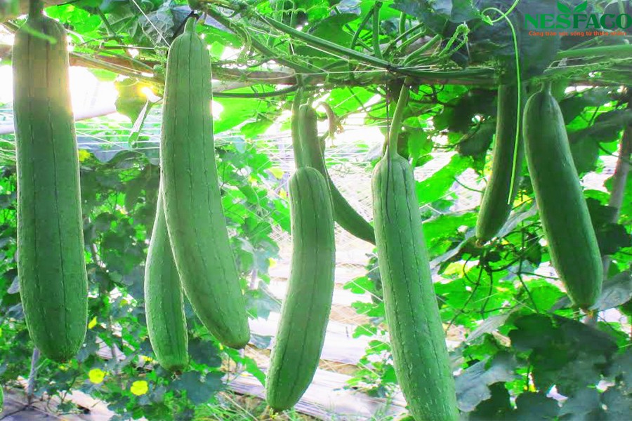 muop-huong-1653441015.jpg
