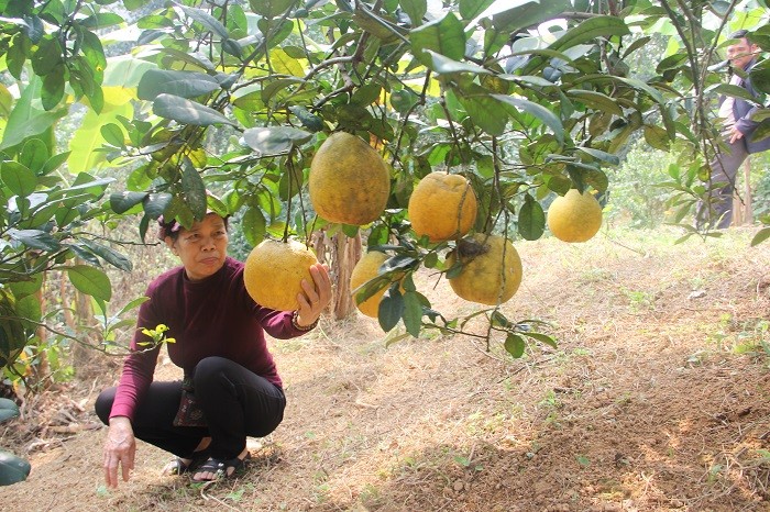 nong-nghiep-1656415020.jpg