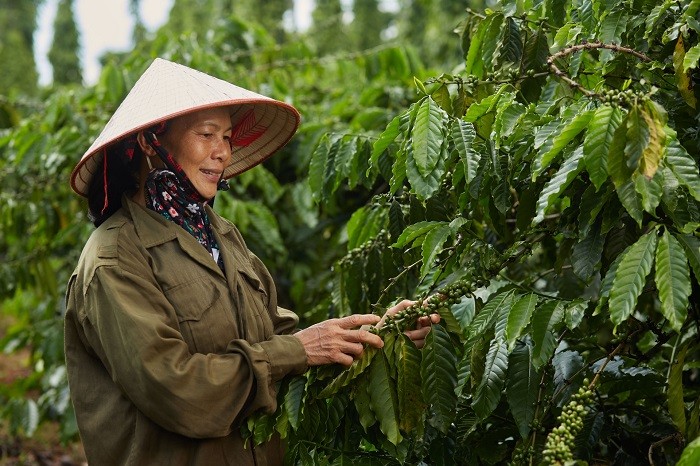 3628-myt-trong-nhyng-myc-tieu-cya-dy-an-nescafe-plan-la-nang-cao-yyi-syng-cya-ngyyi-nong-dan-1660009269.jpg