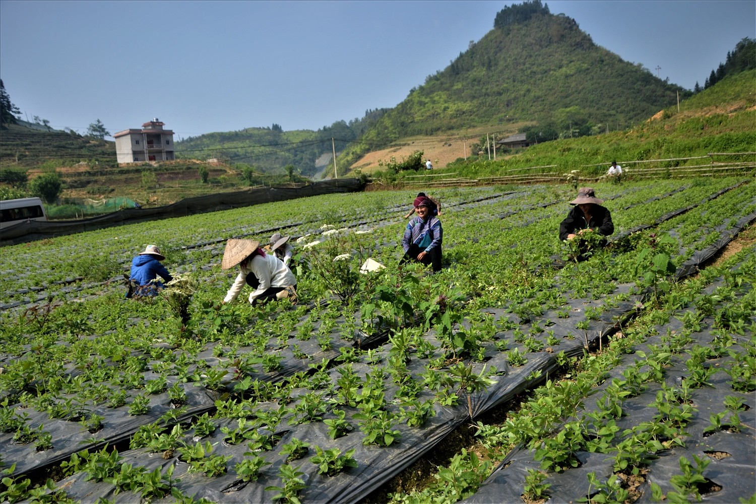 vung-duoc-1668151291.jpg