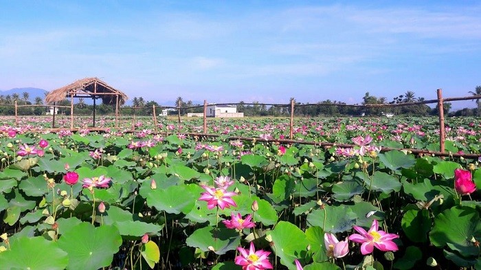 mua-sen-o-dong-thap-muoi-11-1676248907.jpg