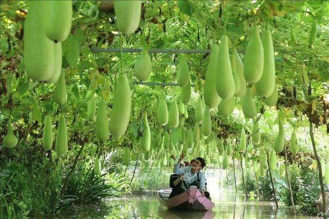 vna-potal-dong-thap-phat-trien-manh-mo-hinh-du-lich-nong-nghiep-stand-1676248683.jpg