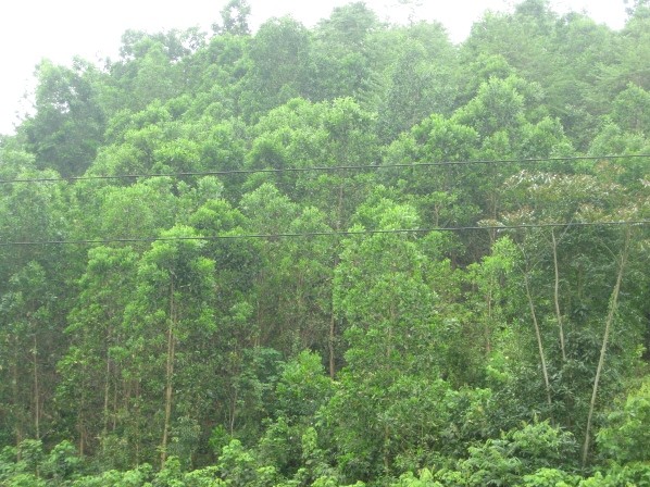 rung-keo-ha-giang-1680419803.jpg