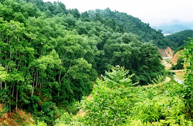 lam-nghiep-1682059078.jpg