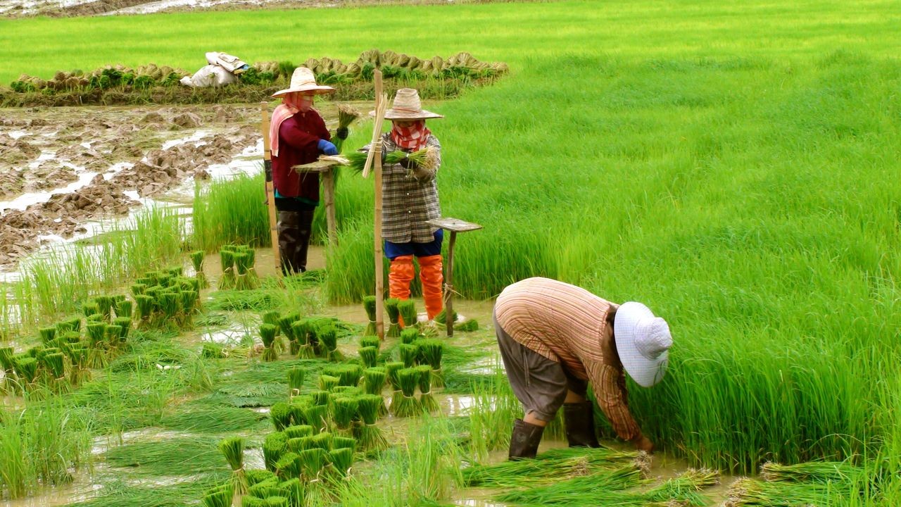 thai-lan-1691463009.jpg