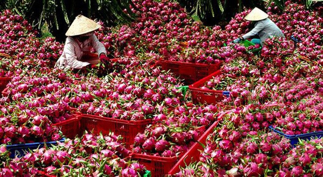 thanh-long-1692262262.jpg