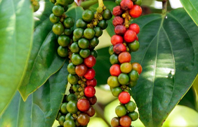 0005-nature-bring-1693222550.jpg