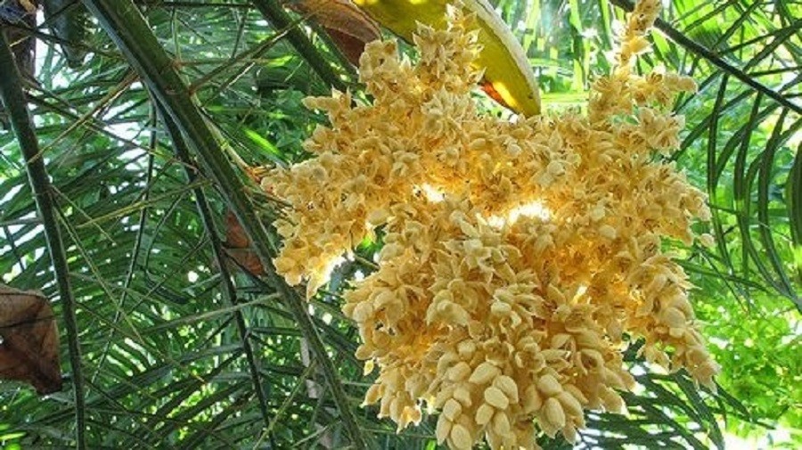 hoa-dua-1698481031.jpg