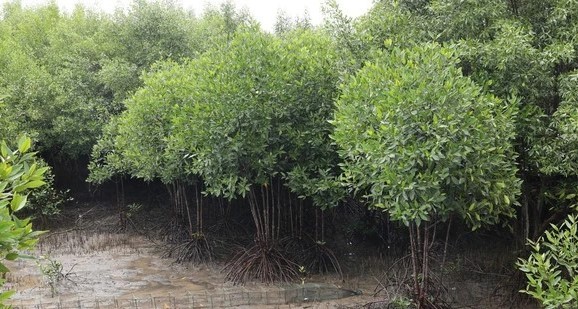 phuc-hoi-rung-ngap-man-03-1704164260.jpg
