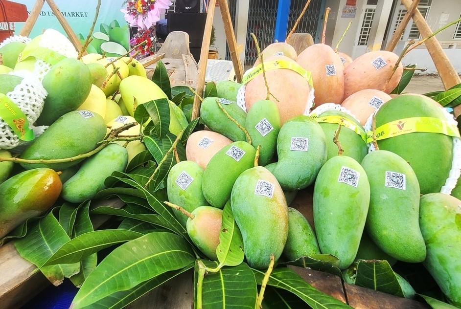 xuat-khau-xoai-da-xanh-02-1704503342.jpg