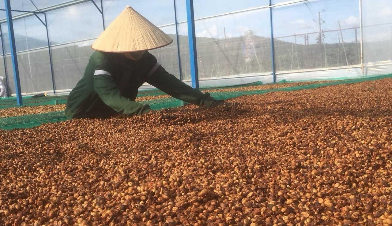 ca-phe-xuat-khau-01-1706407227.jpg