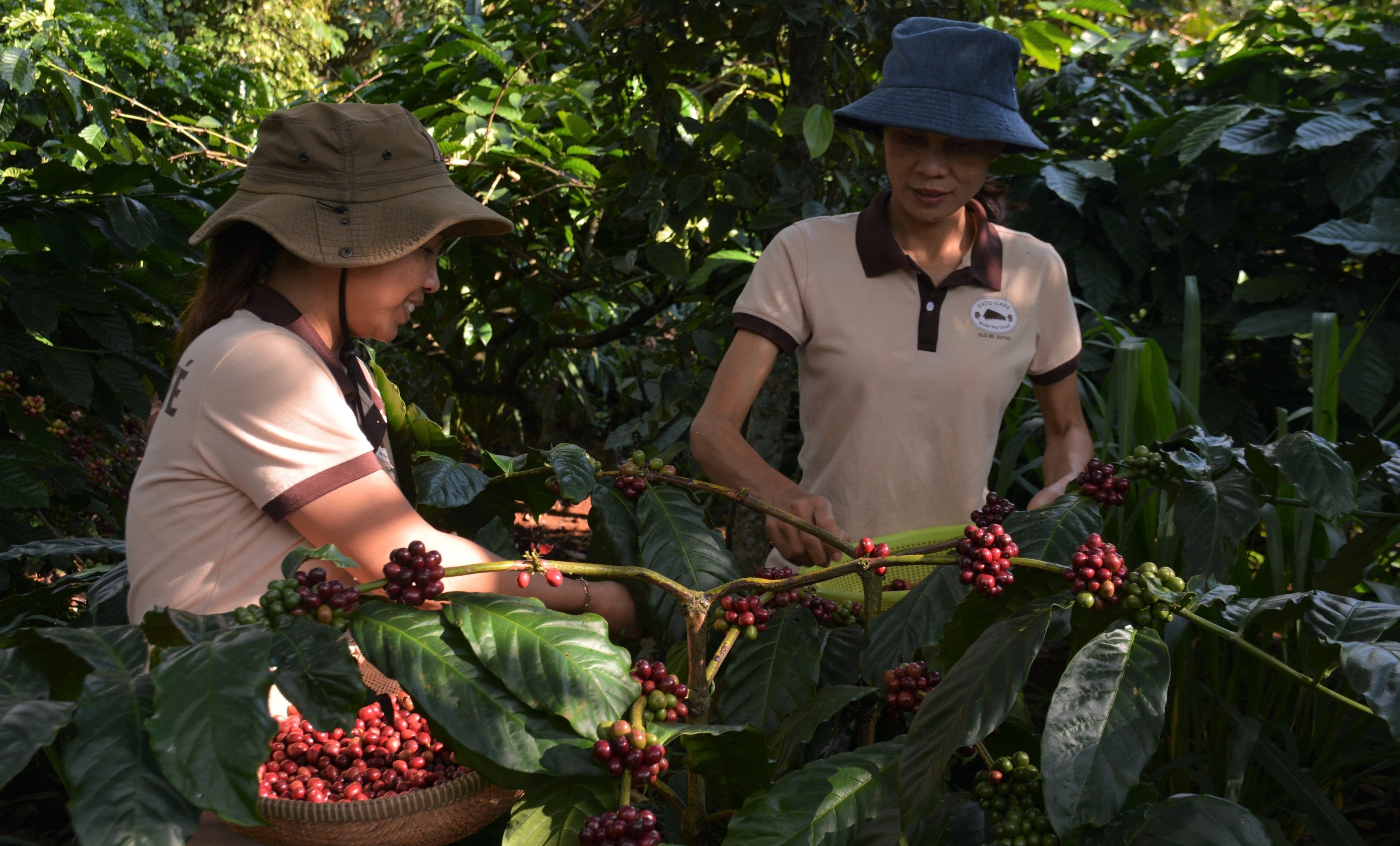 ca-phe-xuat-khau-04-1706407268.jpg