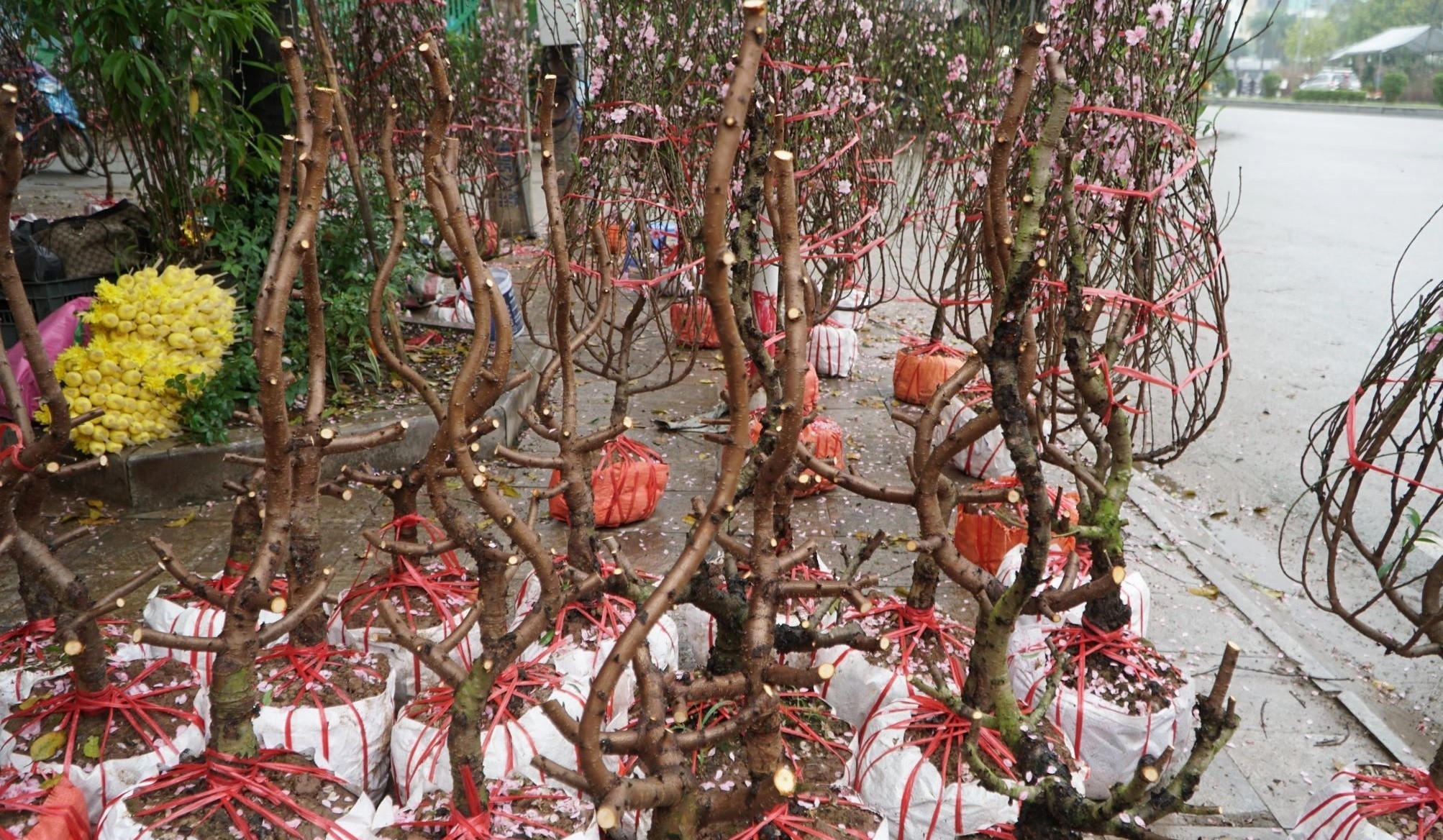 thi-truong-dao-quat-tet-03-1707352286.jpg