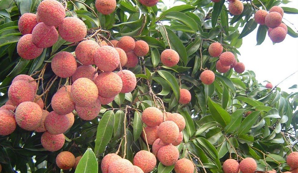 vai-thieu-1708916735.jpg
