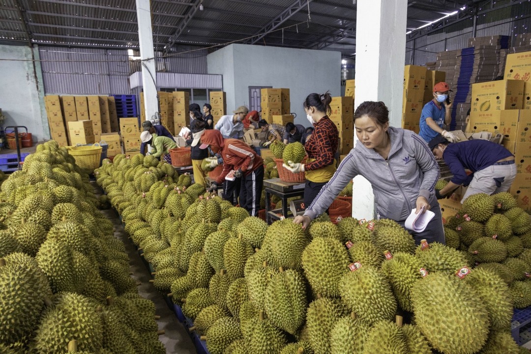phan-loai-sau-rieng-de-xuat-khau-tai-mot-co-so-kinh-doanh-nong-san-o-huyen-krong-pac-1709631591.jpg