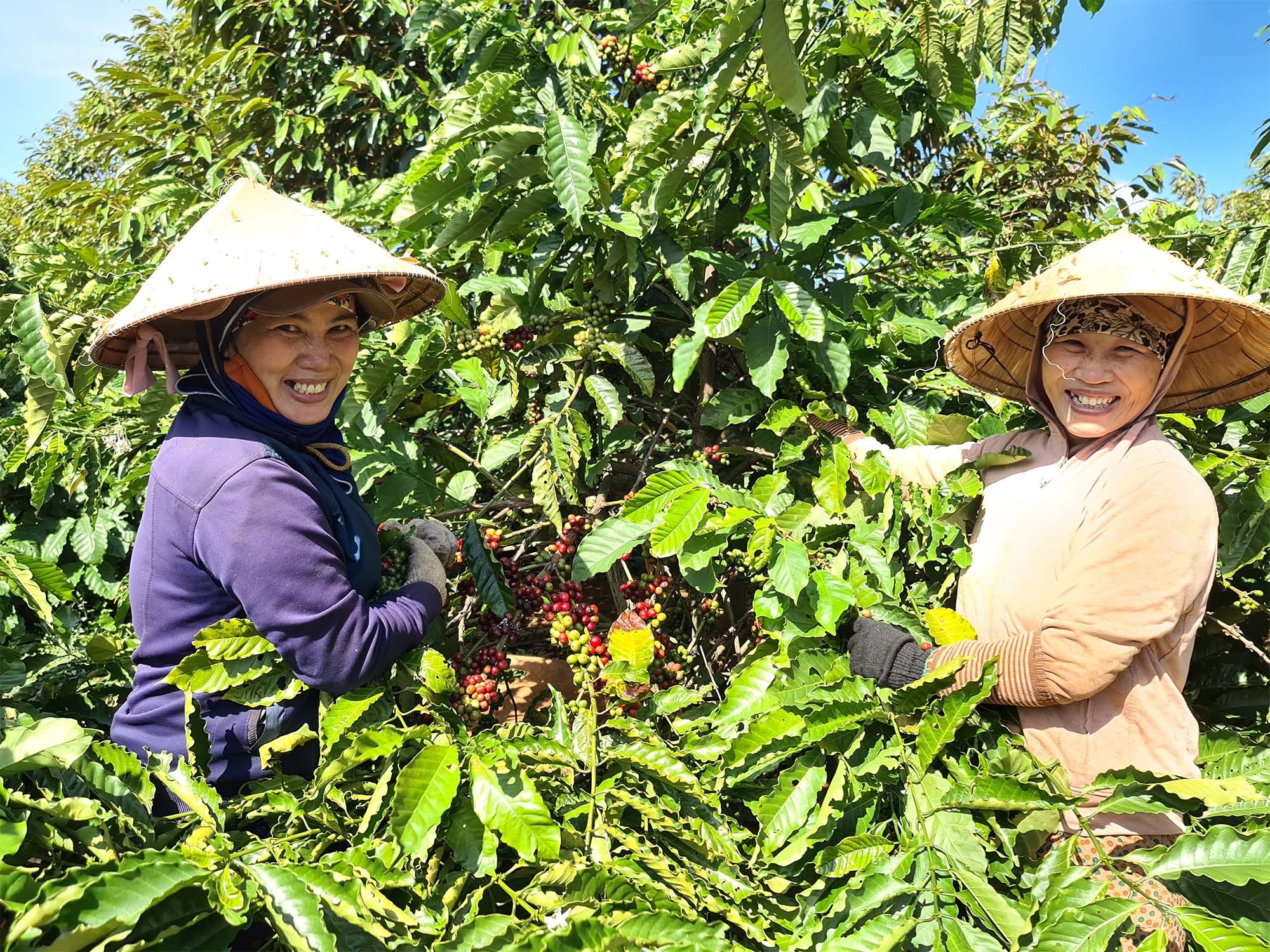 nong-dan-cung-doanh-nghiep-tham-gia-chuoi-lien-ket-san-xuat-se-dam-bao-chat-luong-ca-phe-ben-vung-va-lau-dai-1711111587.jpg