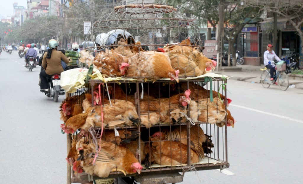 phong-chong-cum-gia-cam-04-1711249168.jpg