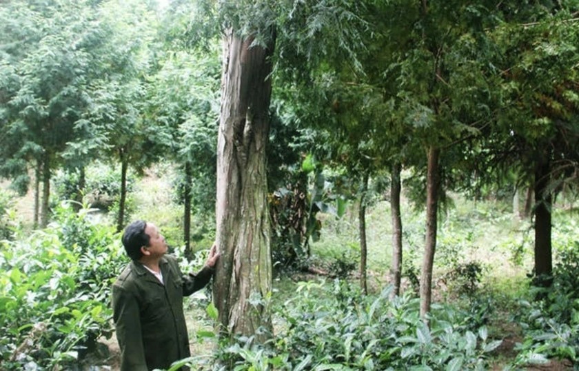 san-xuat-khong-gay-pha-rung-04-1711510742.jpg