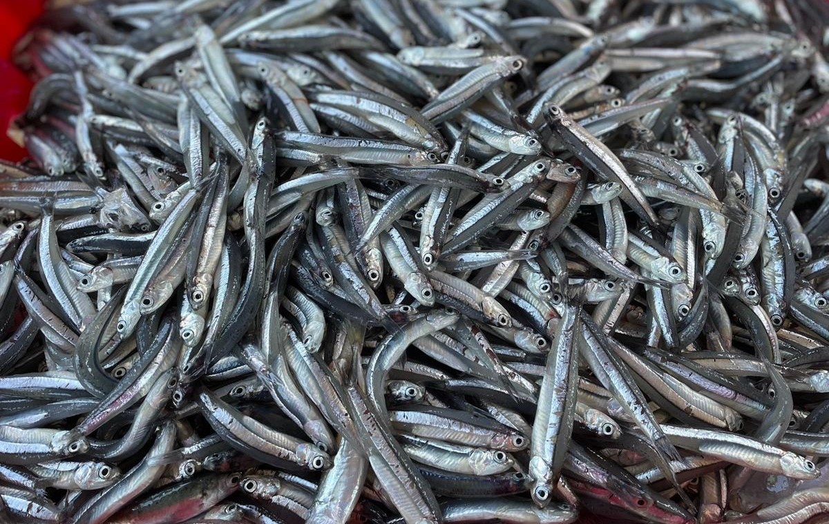 ngu-dan-trung-dam-ca-com-04-1711588654.jpg