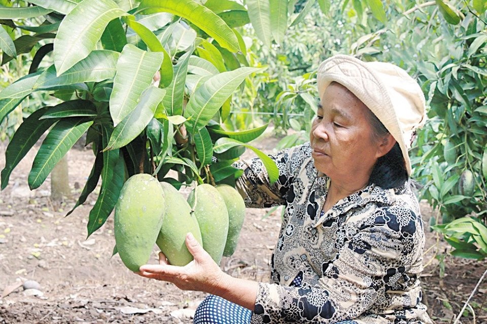 xoai-dak-gan-mot-thuong-hieu-trai-cay-chat-luong-cao-cua-huyen-dak-mil-1712597584.jpg