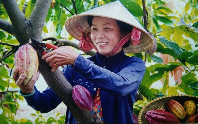 nhieu-nong-dan-kien-tri-bam-tru-tim-huong-di-moi-de-ca-cao-dat-nang-suat-va-chat-luong-cao-1712814888.jpg
