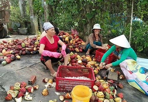 nong-dan-o-dia-phuong-nhan-thuc-duoc-tam-quan-trong-cua-viec-lien-ket-san-xuat-cay-ca-cao1712814985.jpg