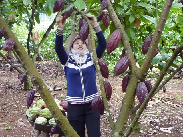 viec-lien-ket-da-giup-nang-cao-gia-tri-cho-cay-ca-cao-va-tang-thu-nhap-cho-ba-con-nong-dan-1712815060.jpg