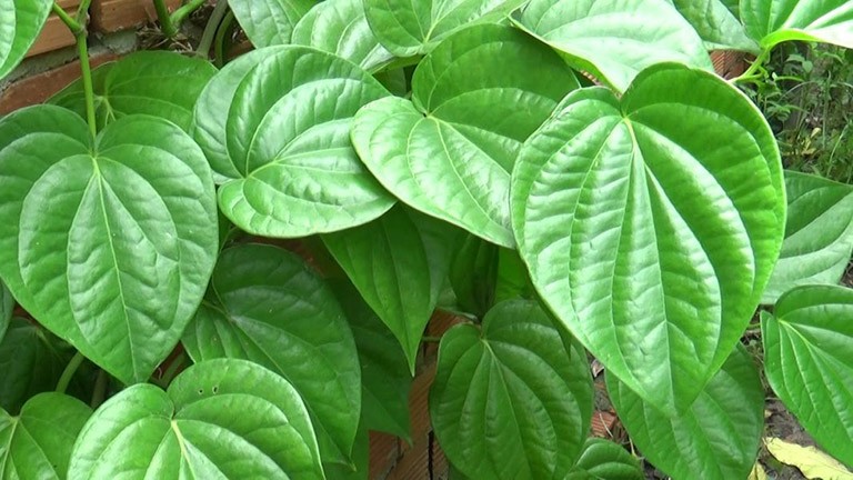 la-trau-khong-1713578100.jpg