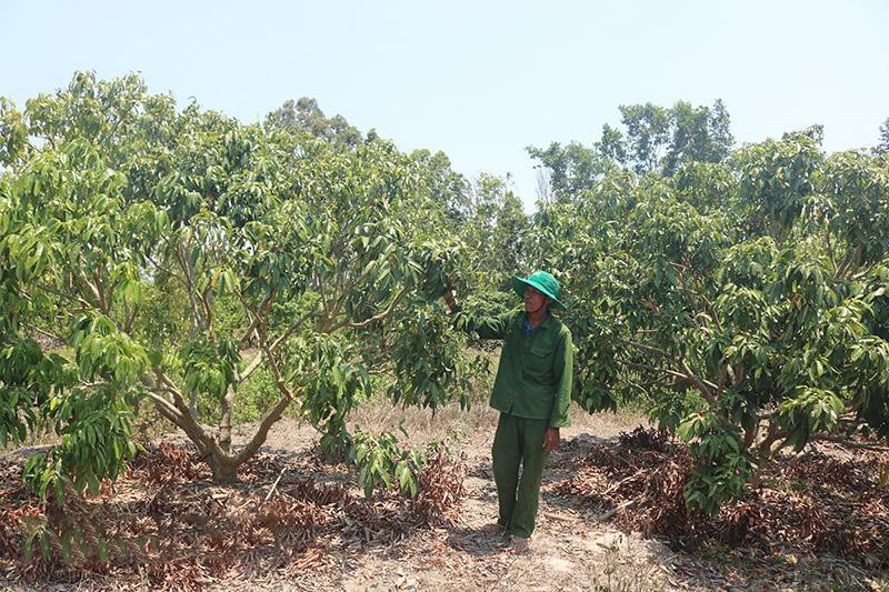 ong-hoang-van-vinh-xa-hoa-thanh-cho-biet-vuon-vai-cua-minh-nam-nay-mat-mua-1713783194.jpg